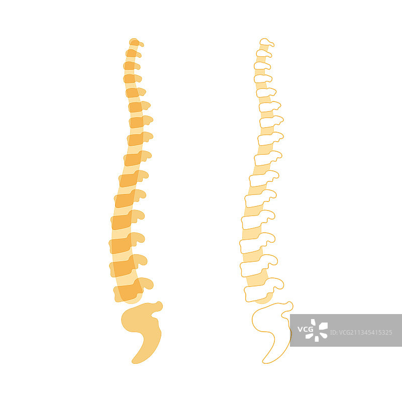 人类脊柱图片素材