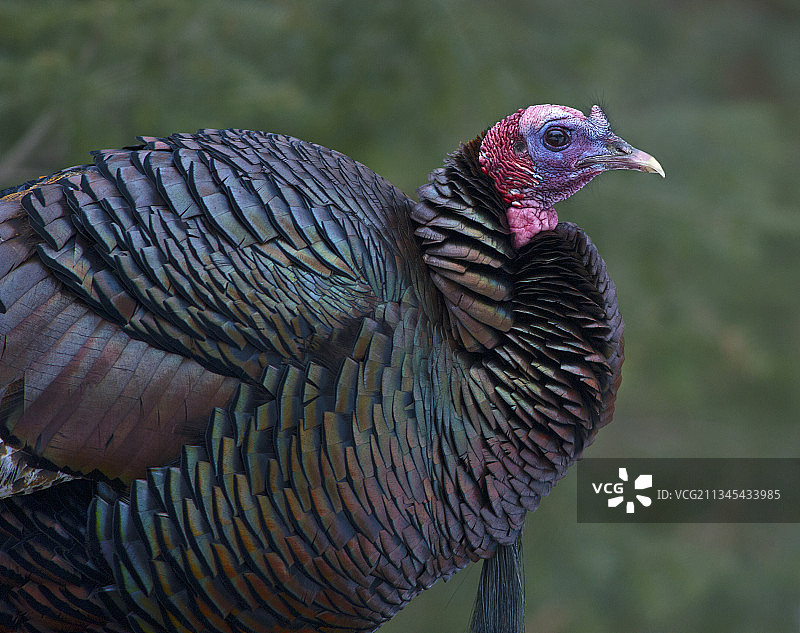 加拿大渥太华安大略省的孔雀特写图片素材