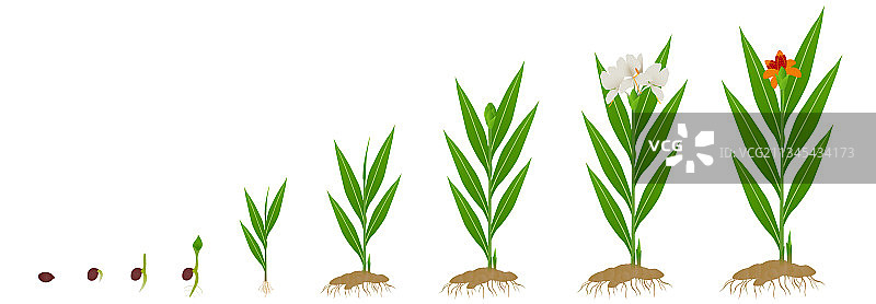 循环生长姜花姜属植物图片素材