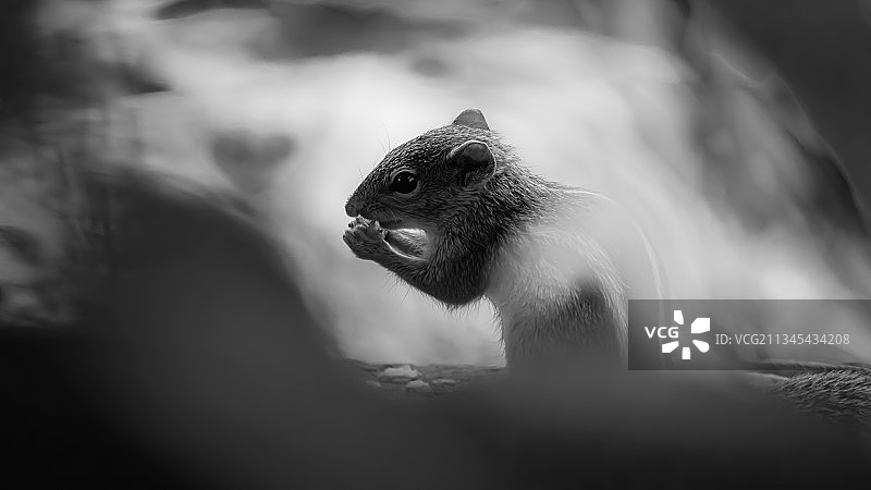 田野里的灰松鼠特写图片素材