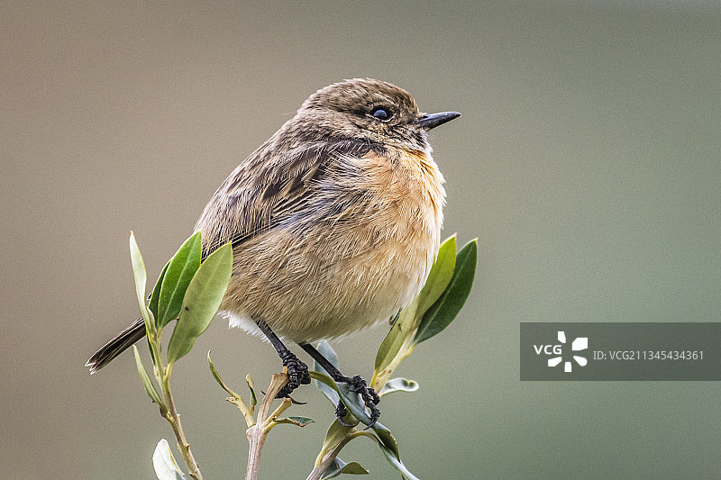雀鸟栖息在植物上的特写，阿尔及利亚米拉图片素材