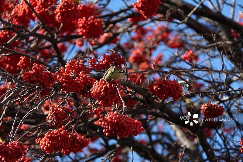 仰视角度拍摄的阿根廷圣马丁德洛斯安第斯树上的红色浆果图片素材
