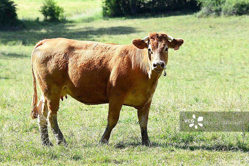 在法国草地上站立的奶牛肖像图片素材