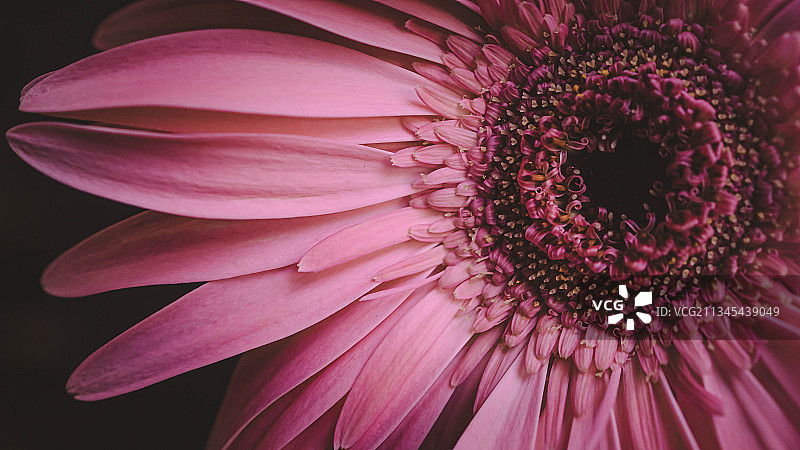 粉色花朵特写，美国纽约图片素材