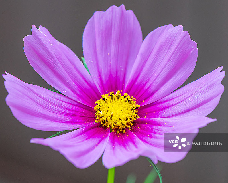 粉色波斯菊花朵特写，加拿大图片素材