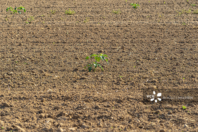 德国波恩田野上生长的植物高角度视图图片素材