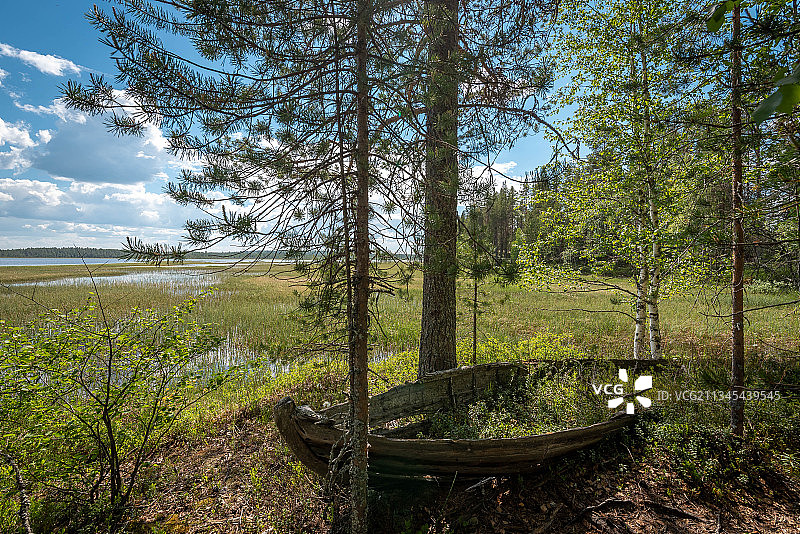 苏穆斯萨尔米森林中的树木，芬兰图片素材
