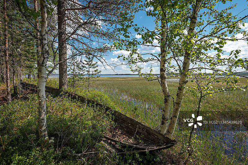 苏穆斯萨尔米森林中的树木，芬兰图片素材