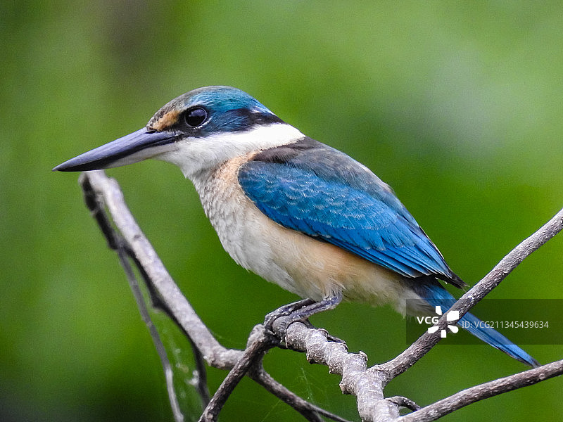 栖息在树枝上的翠鸟的特写镜头图片素材