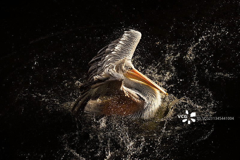 鹈鹕飞过湖面高角度视图图片素材