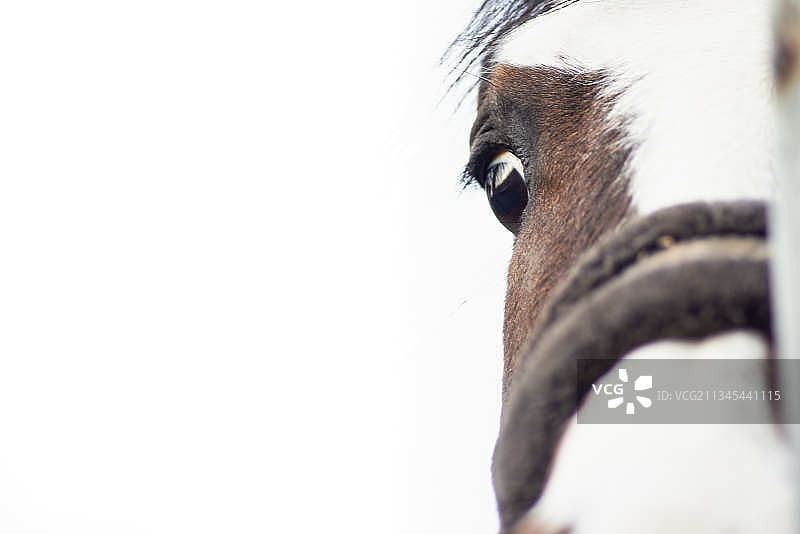 白色背景下的马特写，意大利米兰图片素材