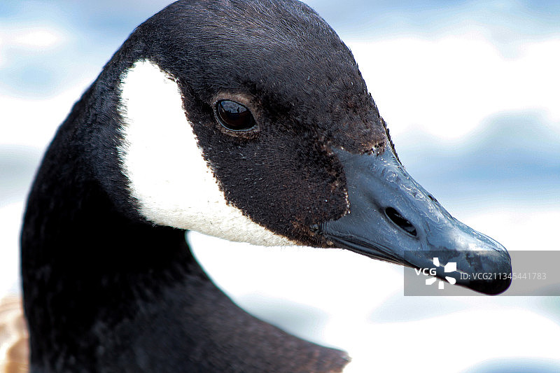 水鸟特写图片素材
