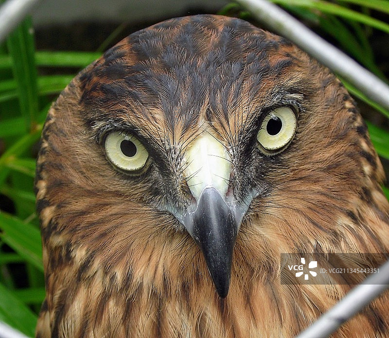 猫头鹰特写图片素材