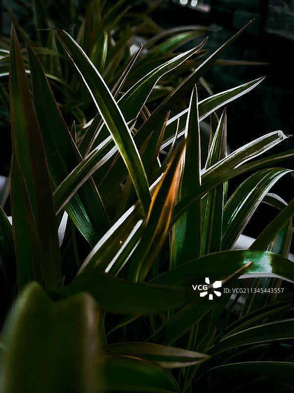 新鲜绿色植物的特写镜头图片素材