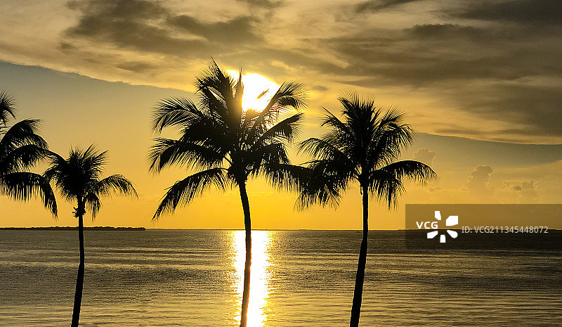 日落时分，美国海边的棕榈树剪影图片素材