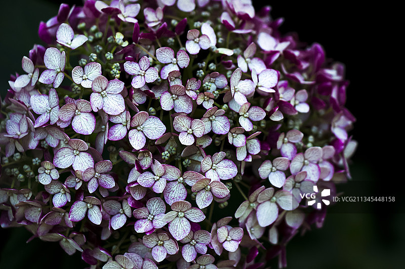 紫色绣球花的特写图片素材