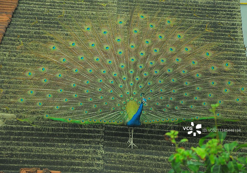 田野上的孔雀特写图片素材