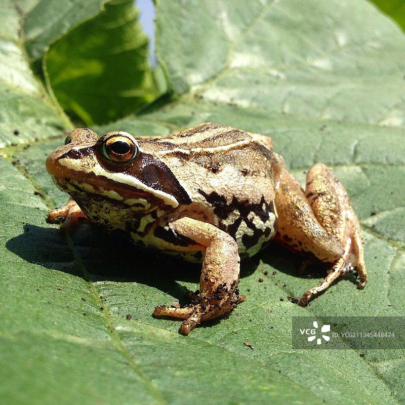 树蛙在树叶上的特写图片素材