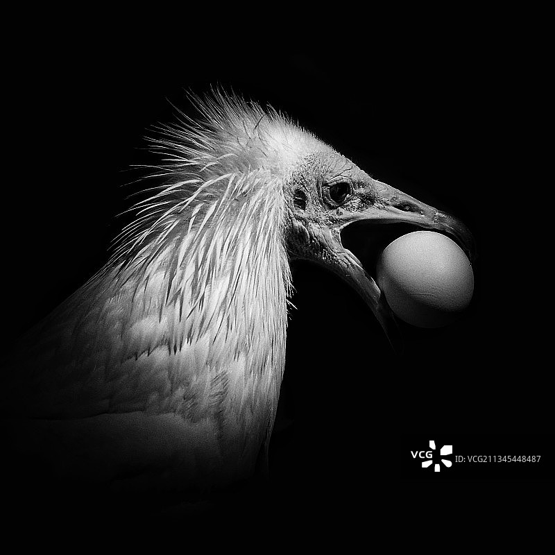 黑色背景下的鸟类特写图片素材