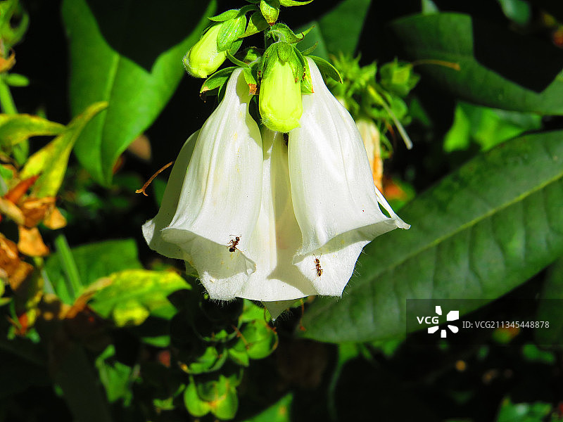 白色开花植物的特写图片素材