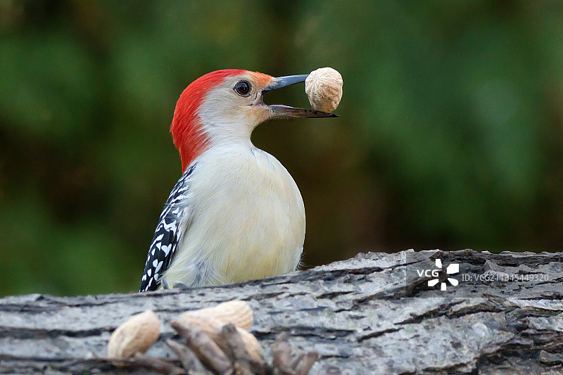 戴胜鸟栖息在树干上的特写图片素材