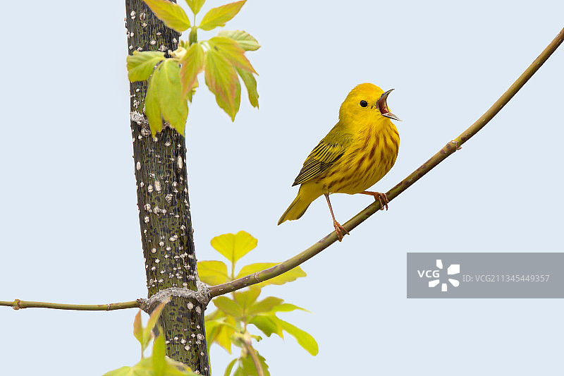 加拿安大略省伦敦：晴空下树枝上的鸣禽低角度照片图片素材