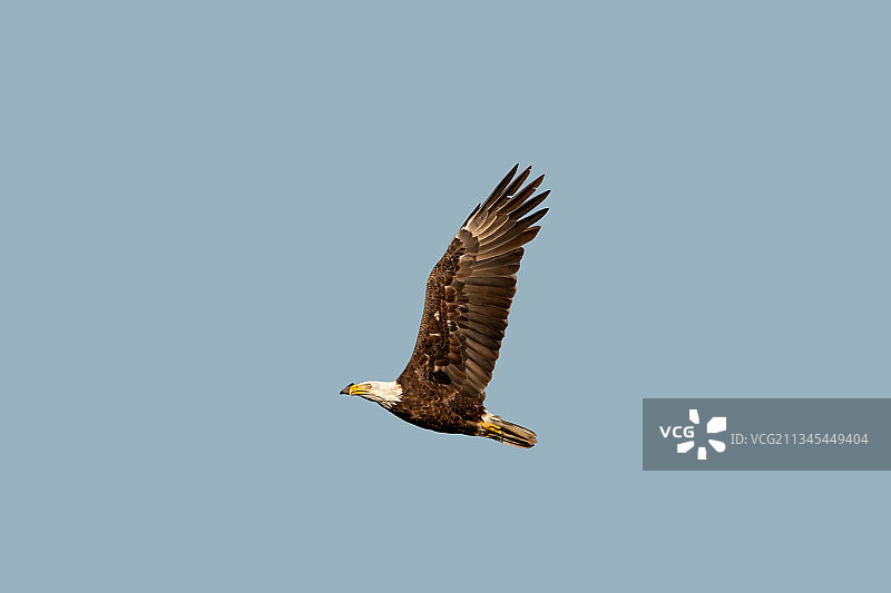 晴空下飞翔的秃鹰低角度视图，加拿大多伦多图片素材