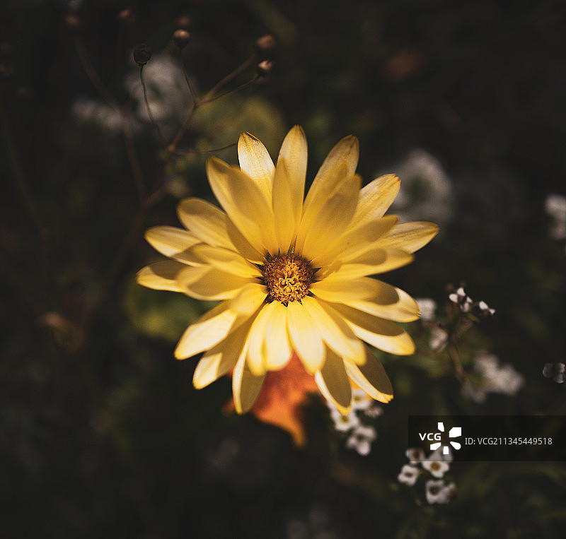 黄色花朵特写，瑞典马里弗雷德图片素材