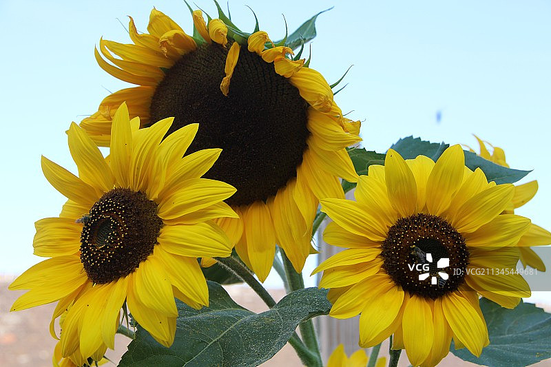 德国天空下的向日葵特写图片素材