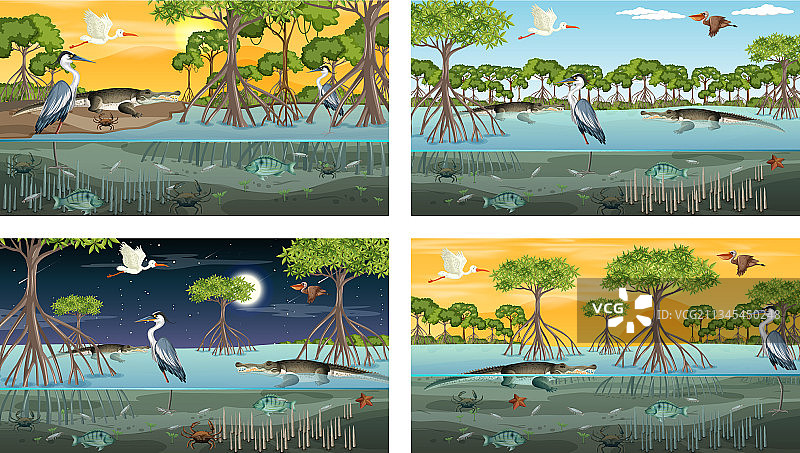 具有不同景观的红树林场景图片素材