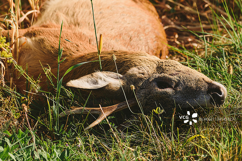 塞尔维亚：生长在田野上的蘑菇特写图片素材