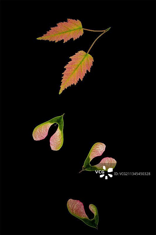 黑色背景下的树叶特写图片素材