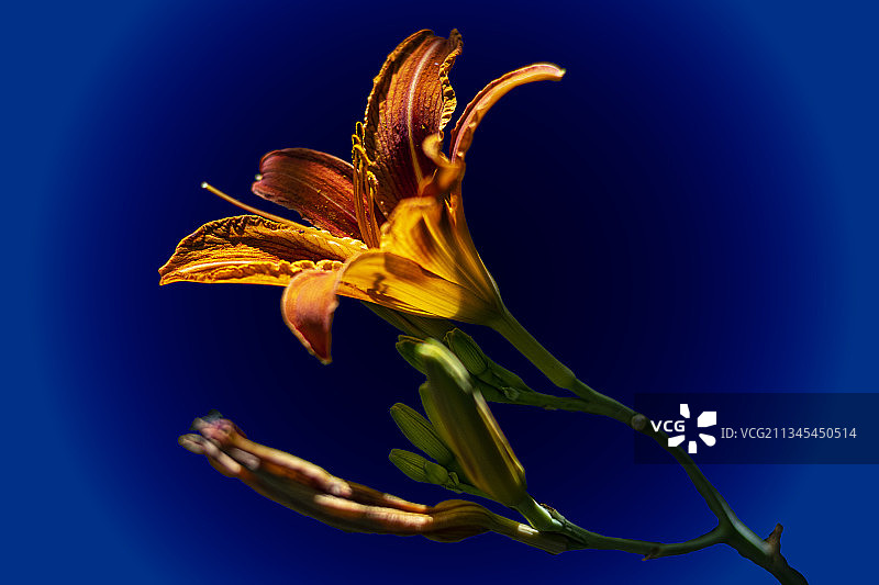 蓝色背景下的蓝色花朵特写图片素材