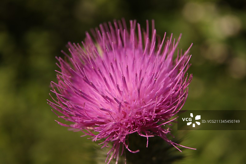 粉色蓟花特写图片素材
