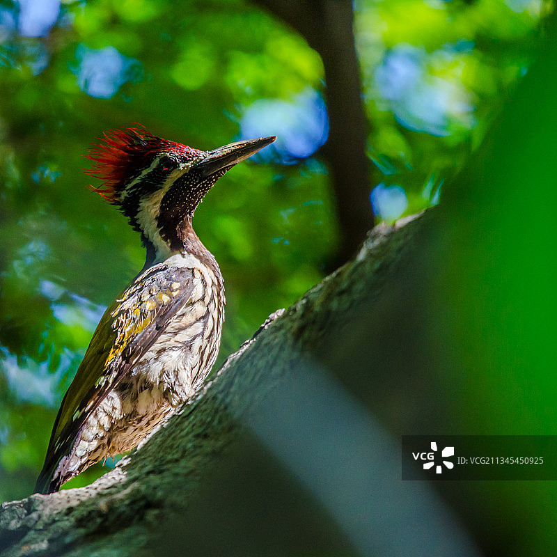 啄木鸟栖息在树上的低角度视图，印度图片素材