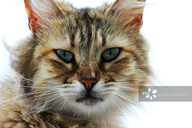 白背景猫咪特写，马德拉，葡萄牙图片素材