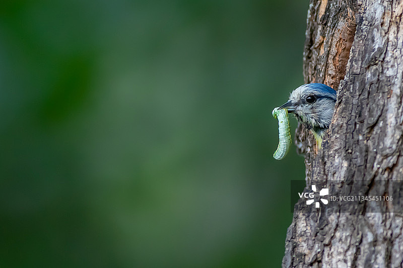 保加利亚：正在喂食幼鸟的八哥图片素材