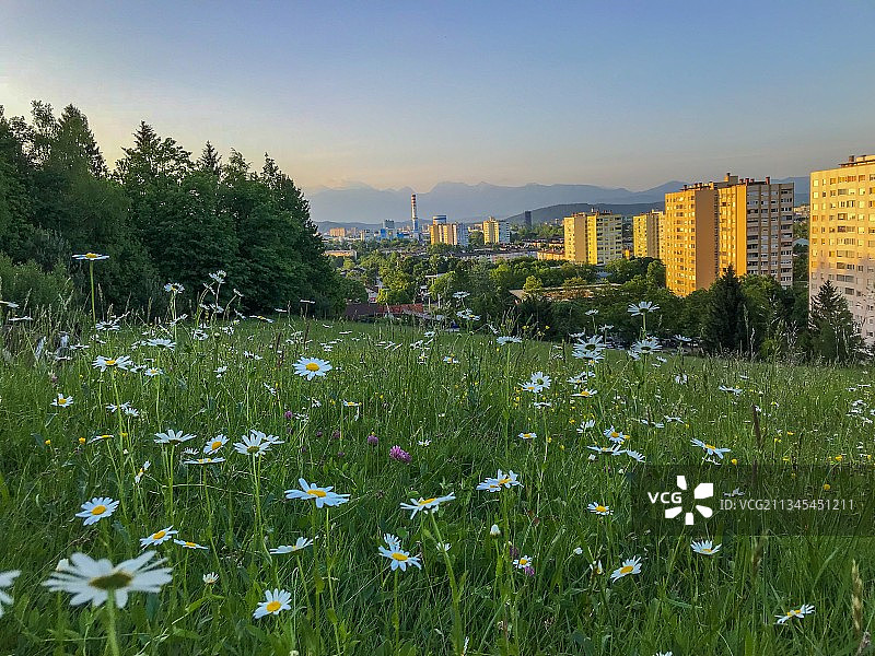 斯洛文尼亚卢布尔雅那，田野上对着天空的开花植物景观图片素材