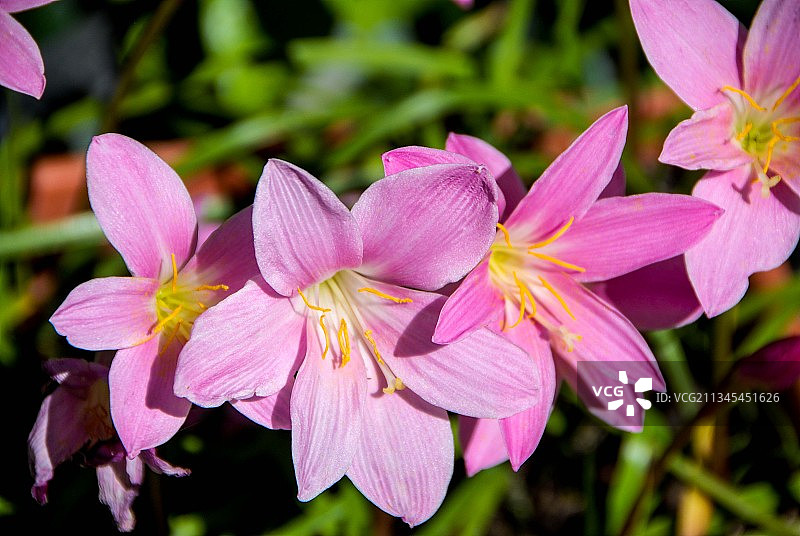 粉红色开花植物的特写图片素材