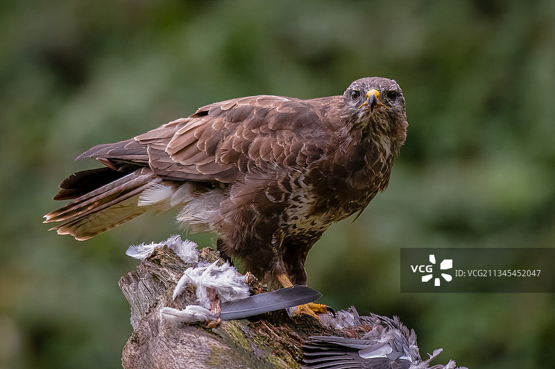 秃鹰栖息在树枝上，英国图片素材