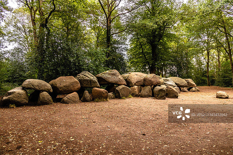 森林中生长的树木图片素材