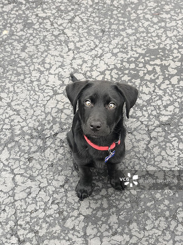 拉布拉多寻回犬坐在人行道上的高角度肖像，厄尔巴岛，美国纽约，美国图片素材