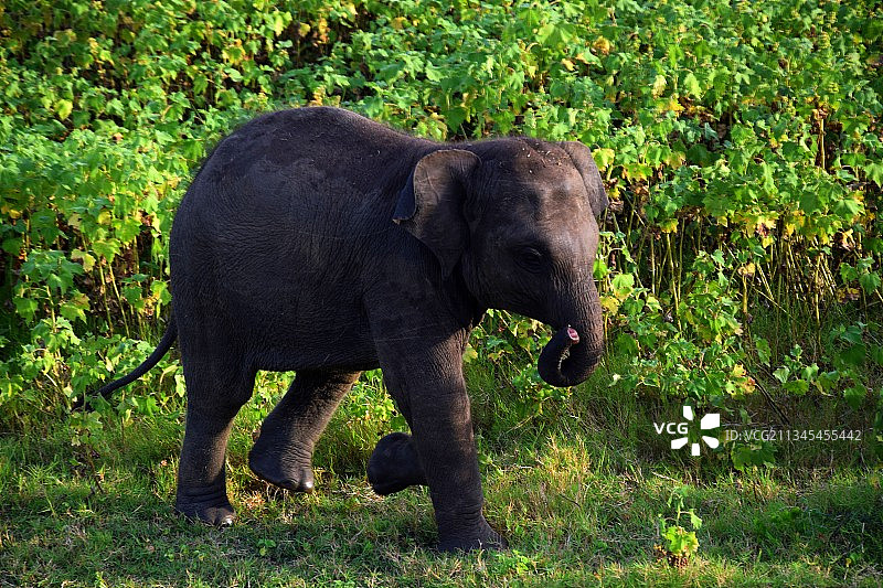 非洲印度象在田野中行走的侧视图图片素材