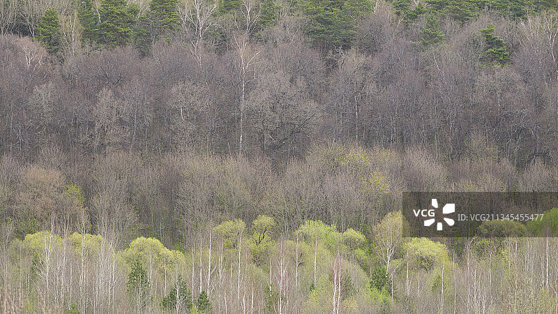 俄罗斯莫斯科州森林中的树木高角度景观图片素材