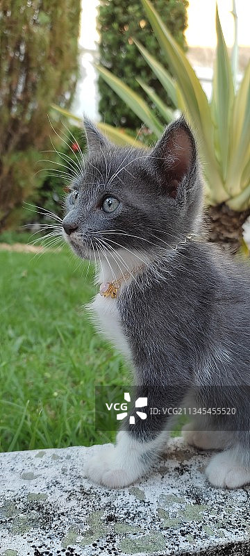 猫坐在户外的特写镜头图片素材