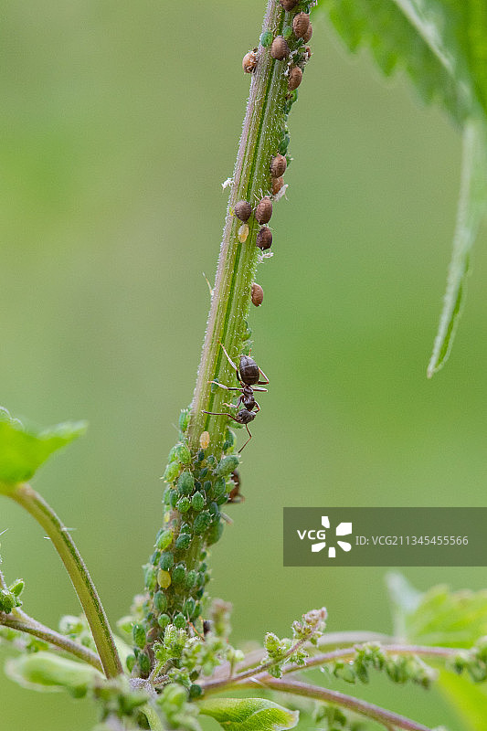 毛虫在植物上的特写镜头图片素材