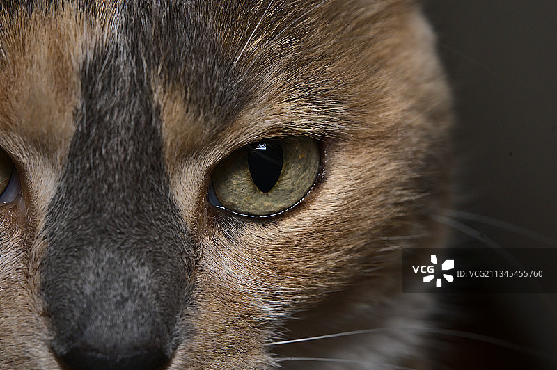 猫的特写肖像图片素材
