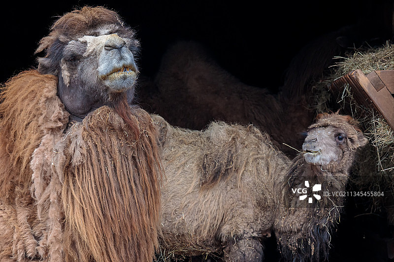 西班牙卡巴尔塞诺骆驼特写图片素材