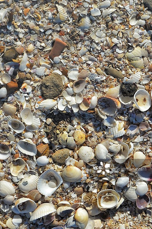 埃及塞得港贝壳全景图片素材