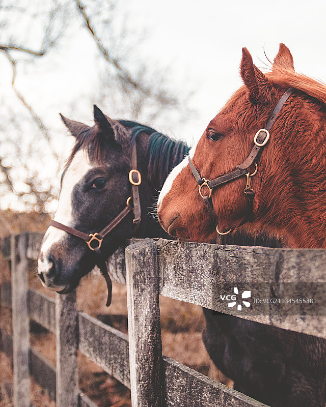 纯种马站在围栏旁特写图片素材